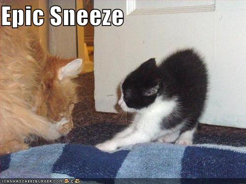 EpicSneeze128413508439646250.jpg